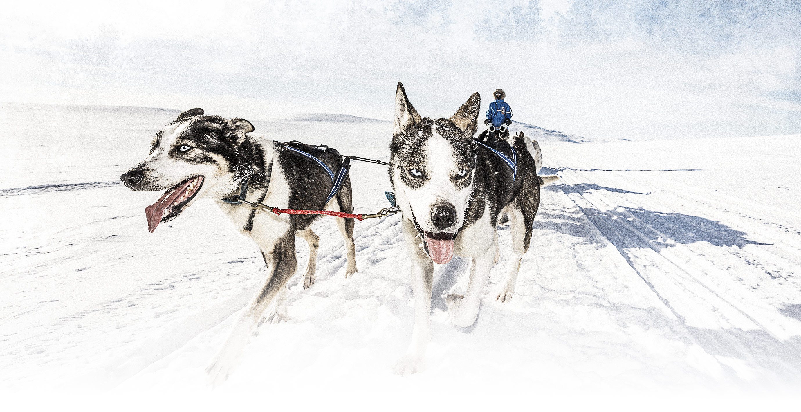 How to run a successful campaign for the Fjallraven Polar