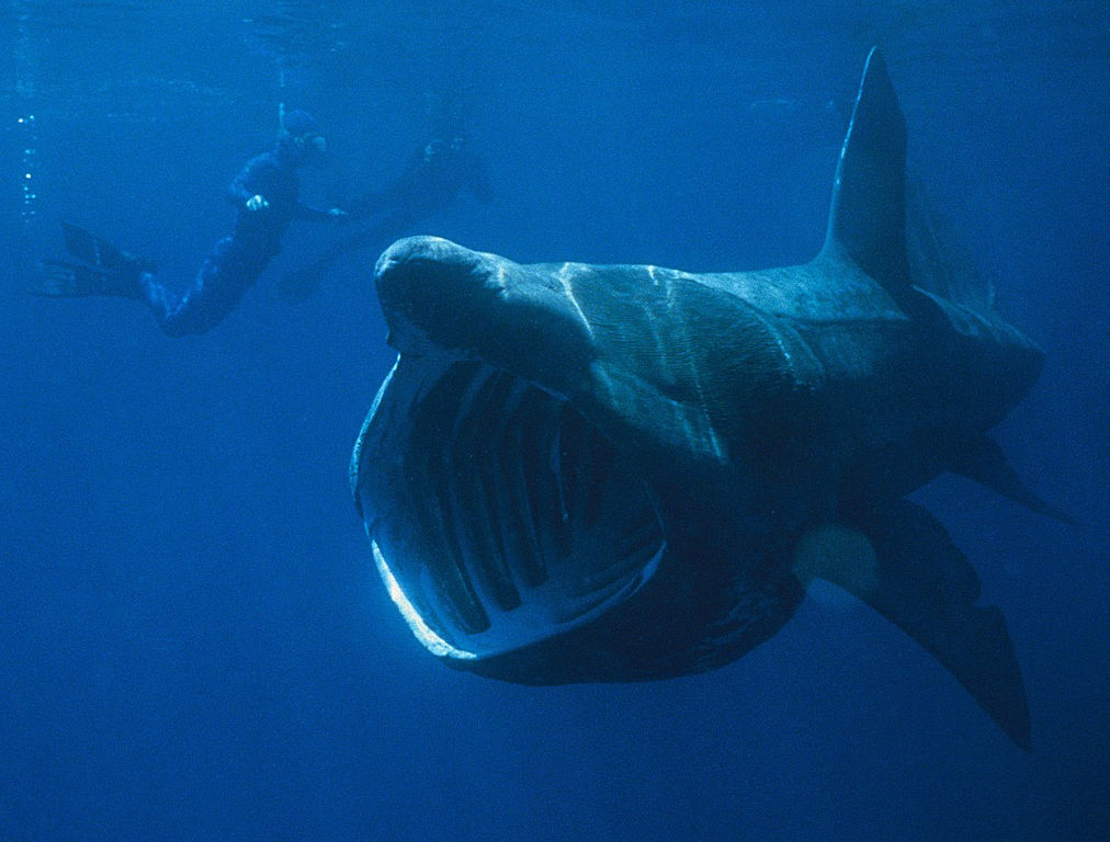 How to see the Basking Shark?