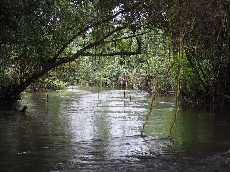 How to survive in the Belizean rainforest?