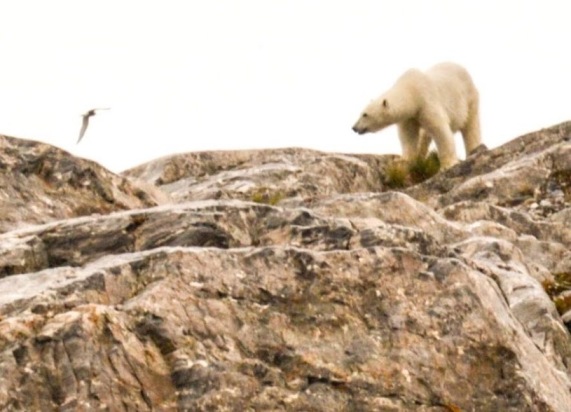 How to spot wildlife successfully ?