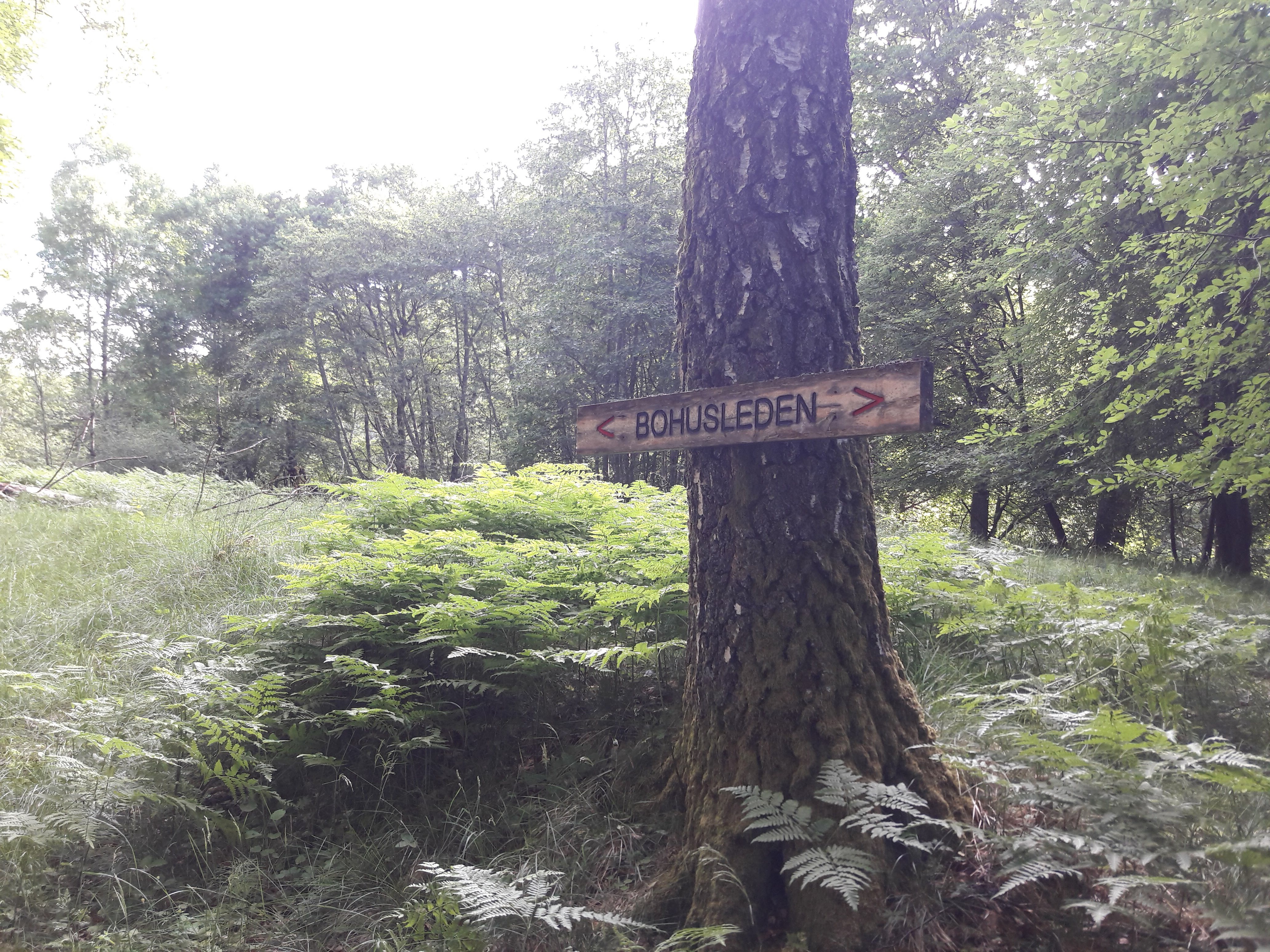 Bohusleden Part III – Into the thick tick woods